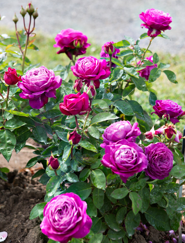 Roze Heidi Klum Rose®