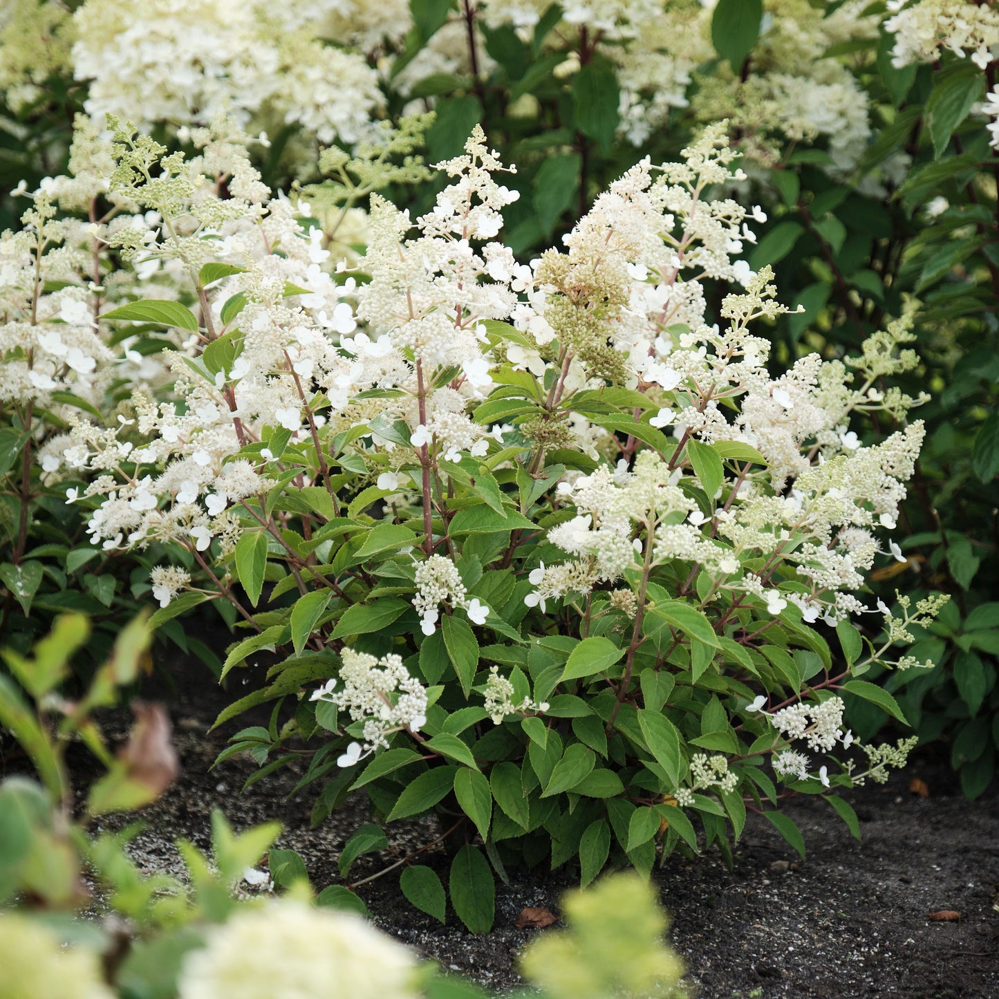 Hortenzija Magical Himalaya 'Kolmahima'