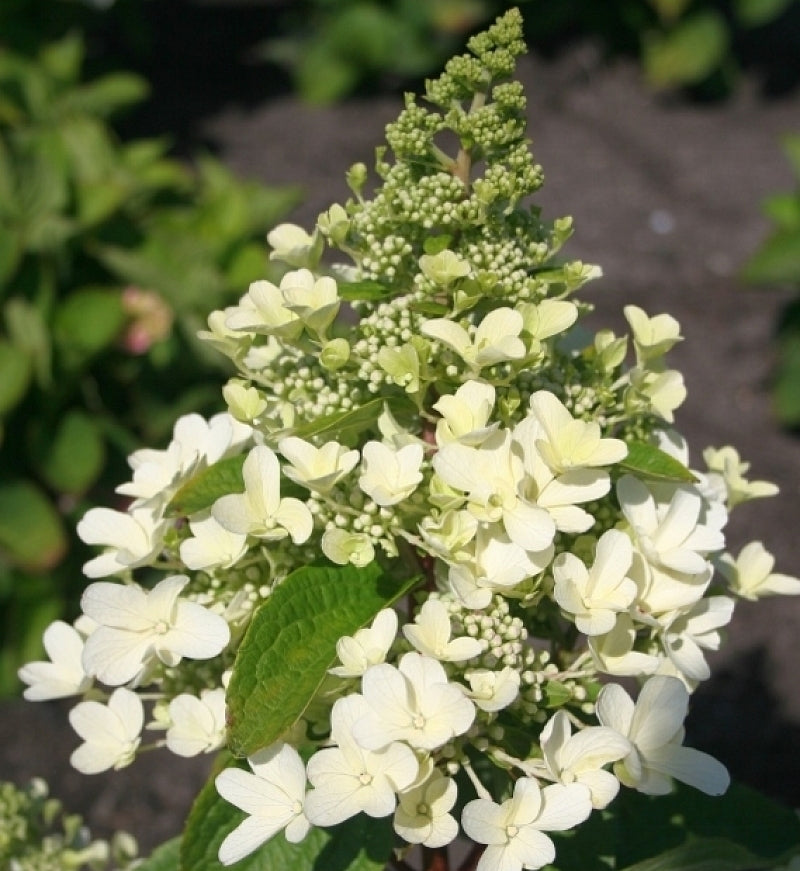 Hortenzija Magical Himalaya 'Kolmahima'