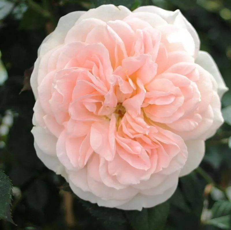 Roze Matthias Claudius®