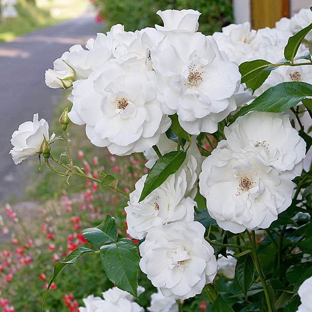 Roze 'Iceberg' (Augststumbra)