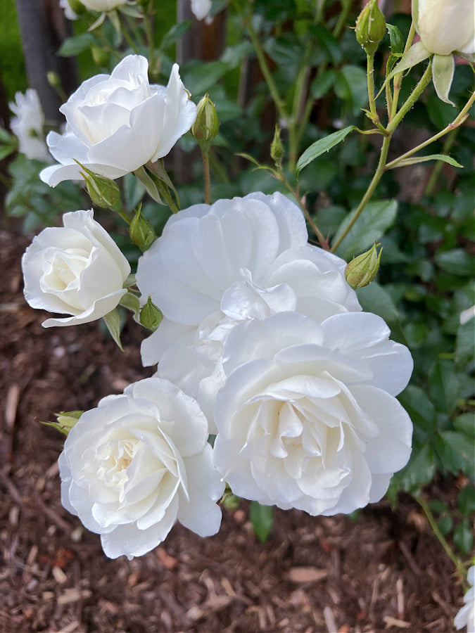 Roze 'Iceberg' (Augststumbra)