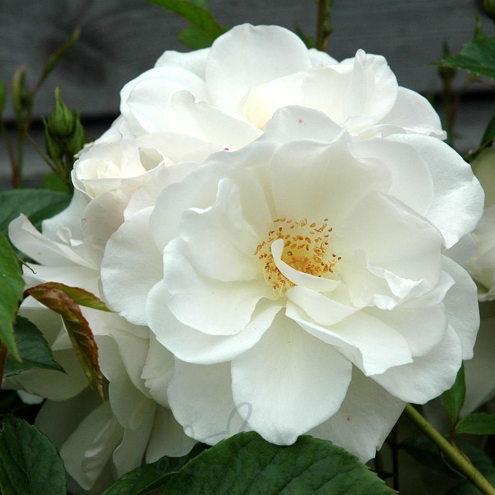 Roze 'Iceberg' (Augststumbra)