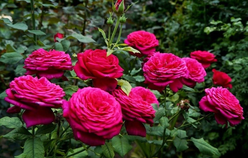 Roze 'Johan Wolfgang von Goethe Rose'