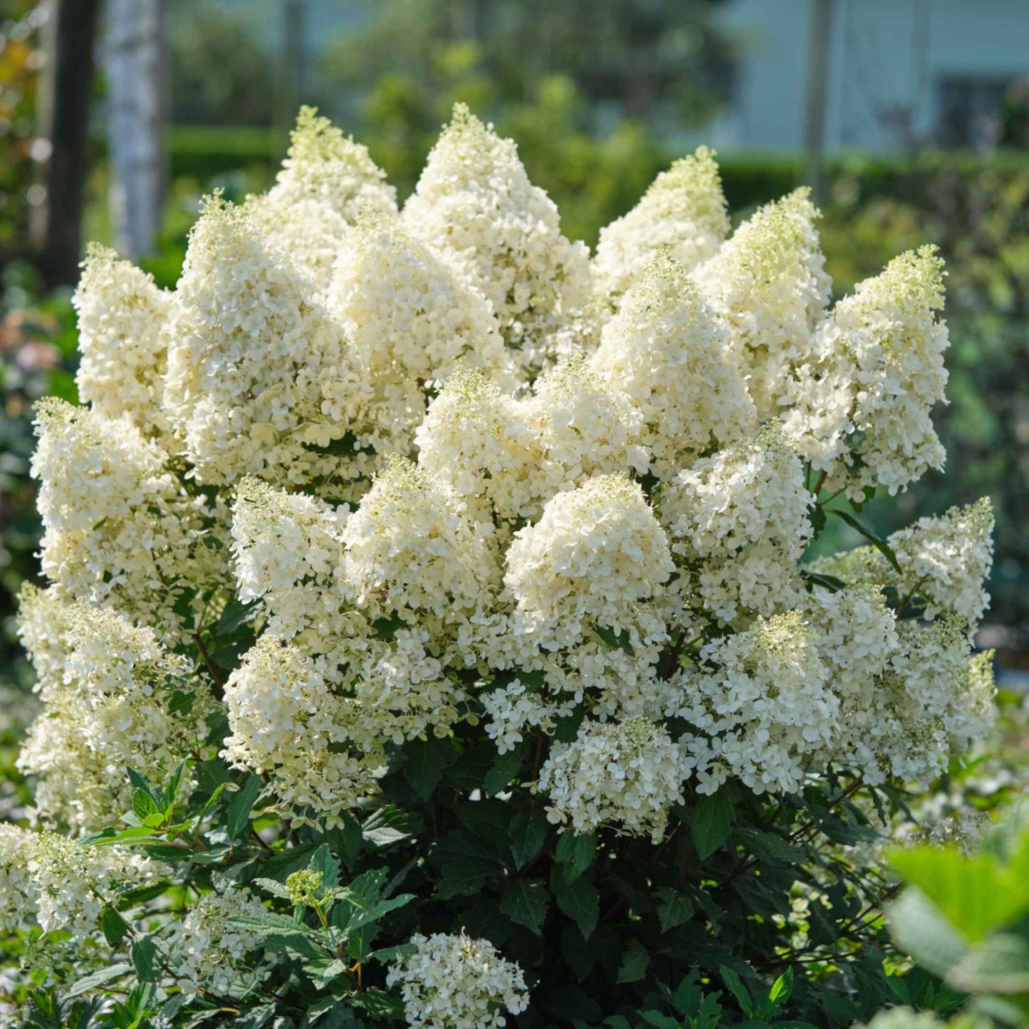 Hortenzija Magical Matterhorn 'Bokomaho'