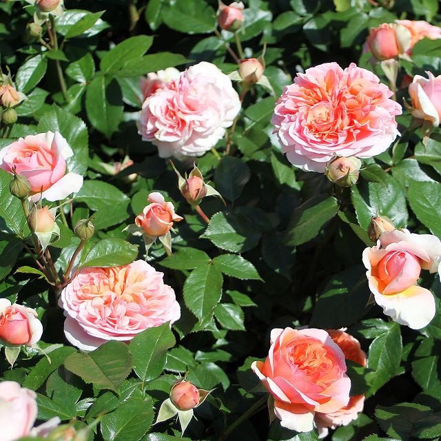 Roze Chippendale®