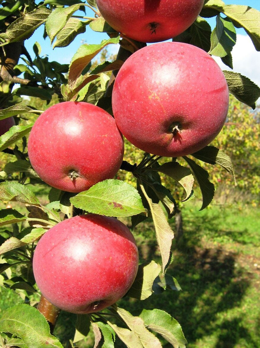 Kolonābele 'Anda'
