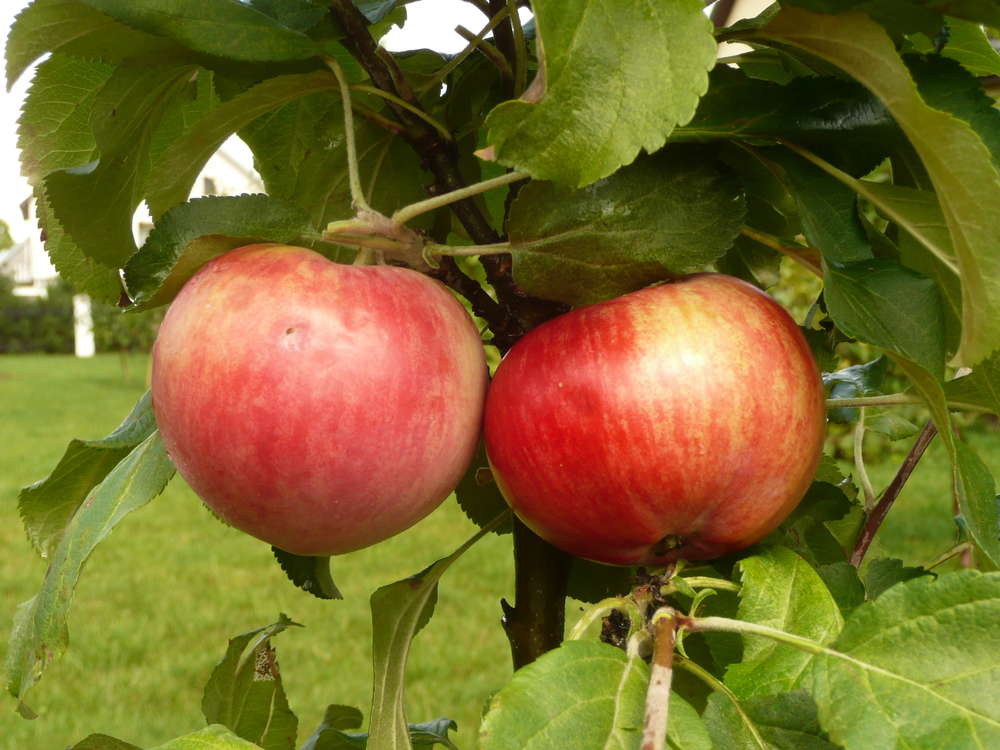 Kolonābele 'Uldis'
