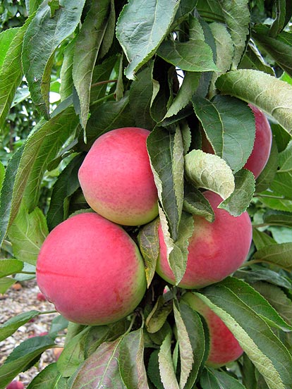 Kolonābele 'Zane'
