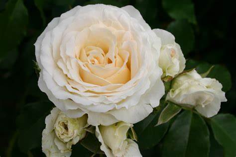 Roze Kosmos®