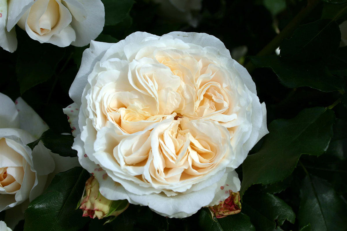 Roze Kosmos®