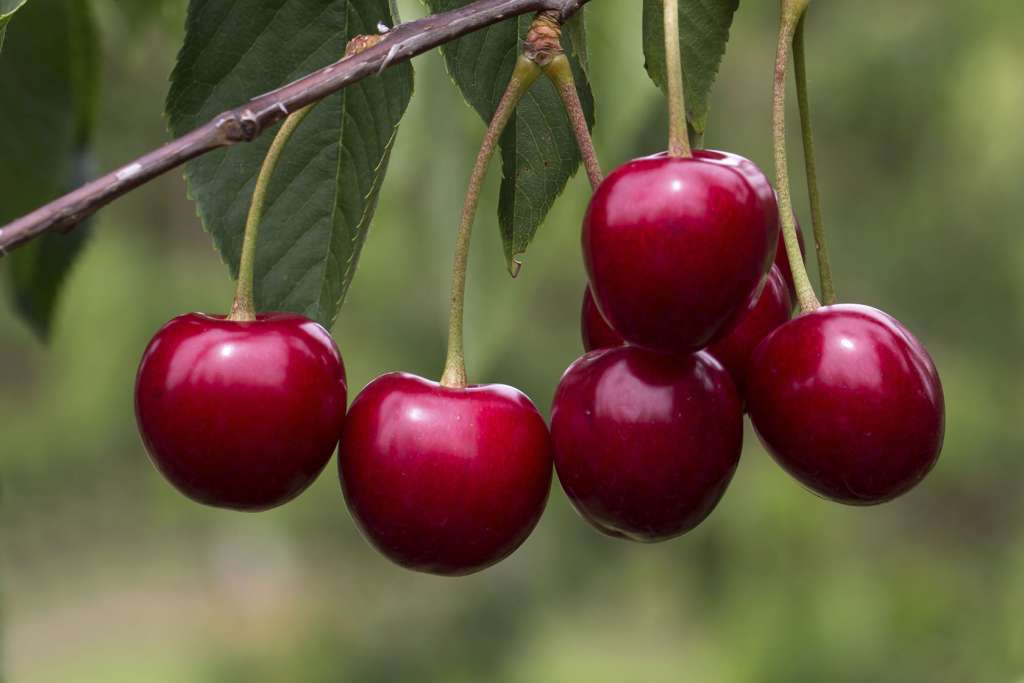Saldais ķirsis 'Lapins'