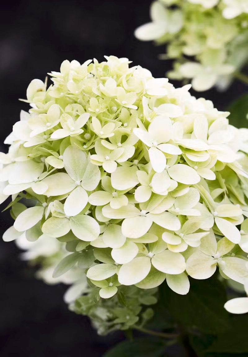 Hortenzija Living Little Passion®