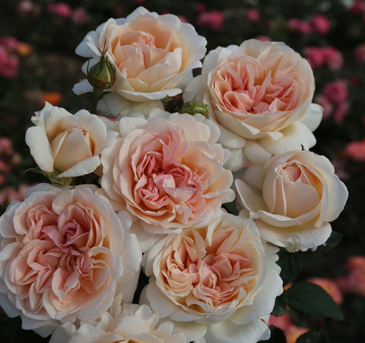 Roze 'Grossherzogin Luise'