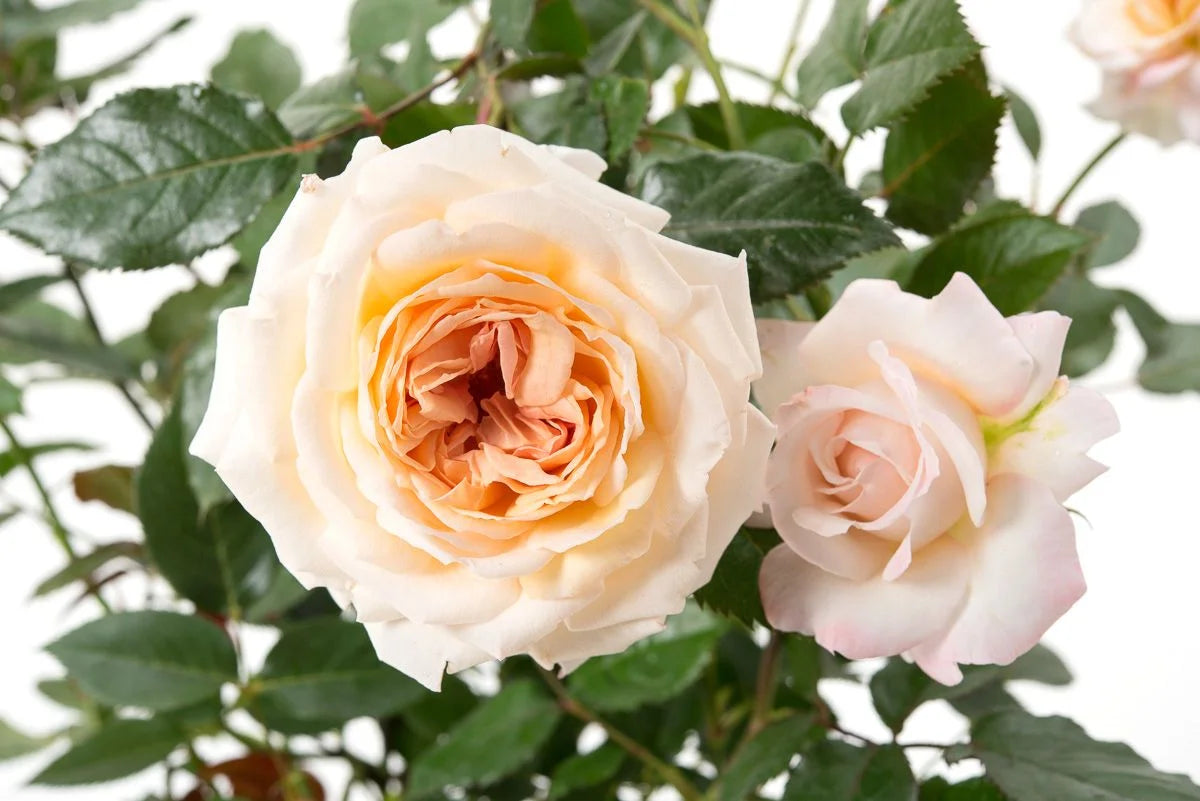 Roze Grossherzogin Luise®