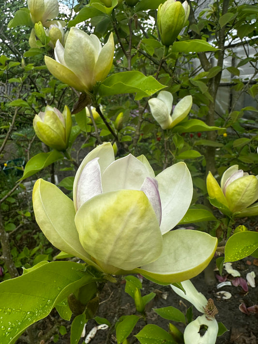 Magnolija 'Sunsation'