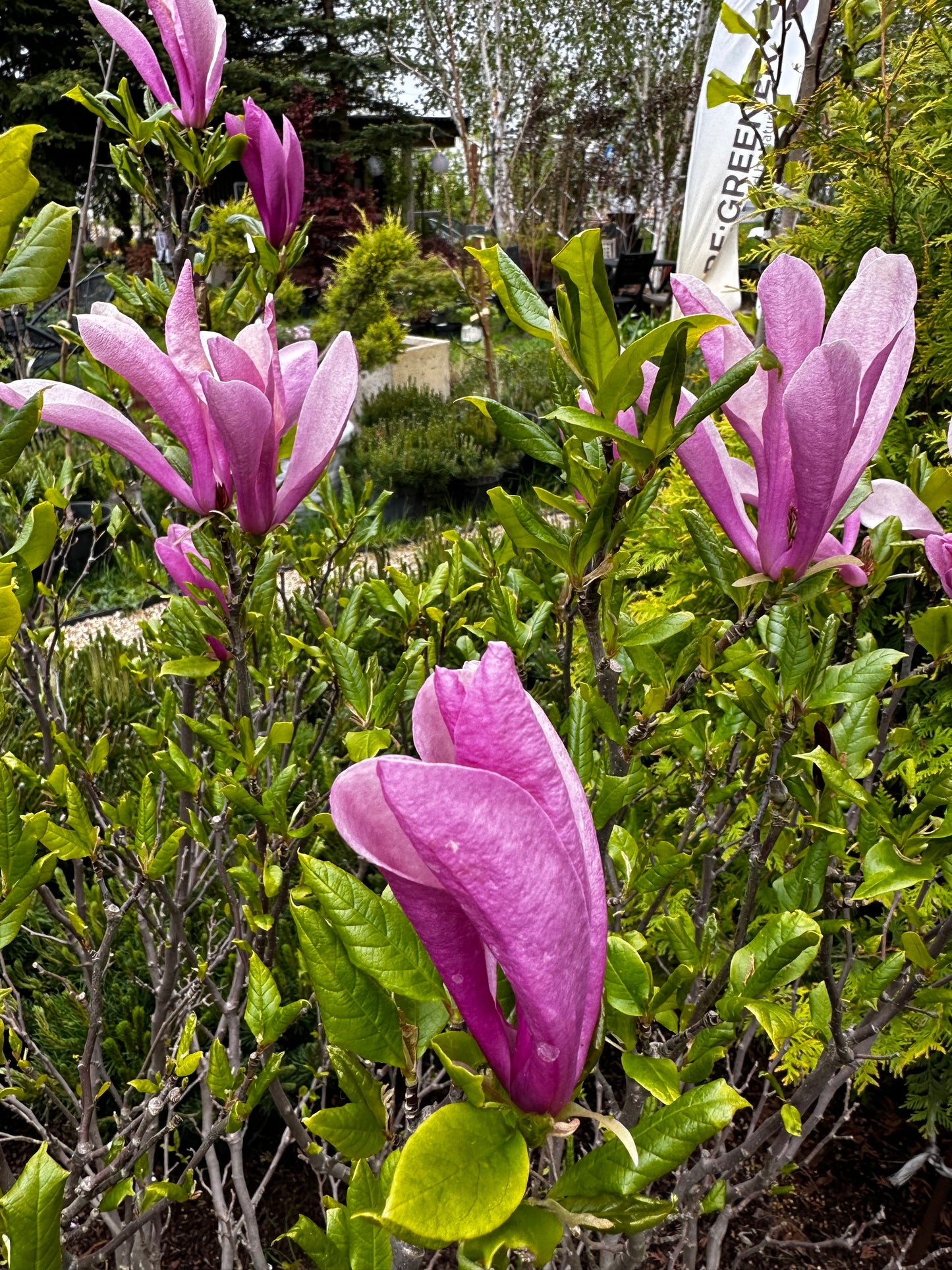 Magnolija 'Susan'