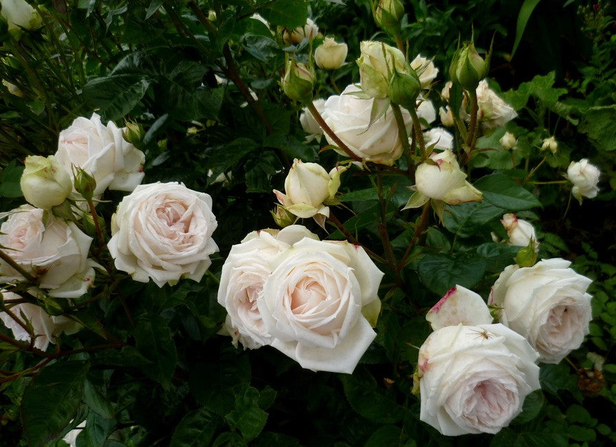 Roze Madame Anisette®