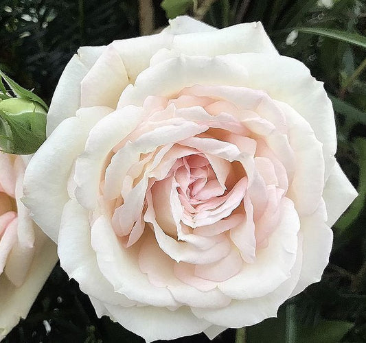 Roze Madame Anisette®