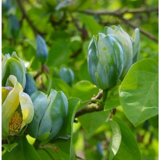 Magnolija 'Blue Opal'