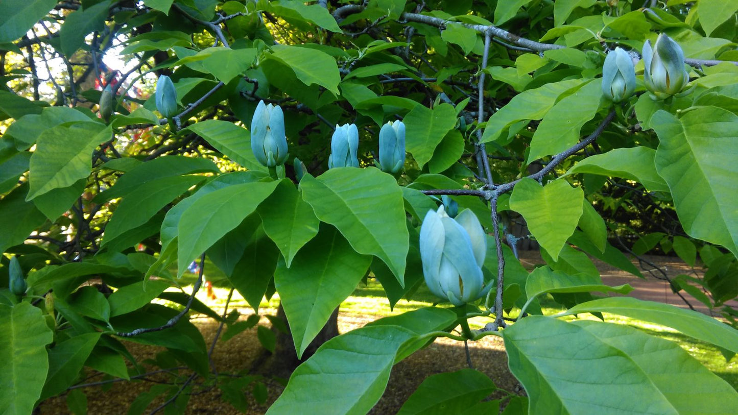 Magnolija 'Blue Opal'