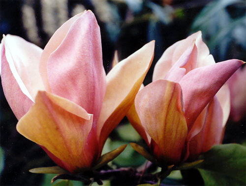 Magnolija brooklynensis 'Eva Maria'