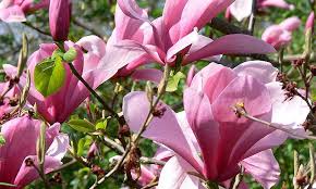 Magnolija 'Galaxy'
