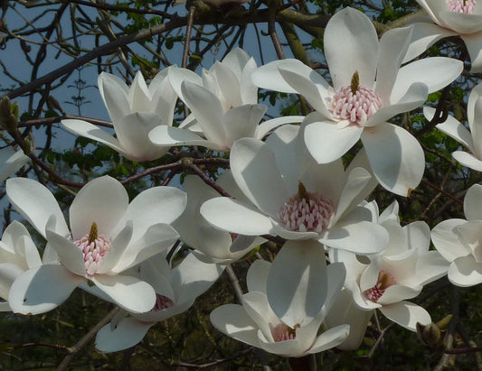 Magnolija 'Joli pompom'