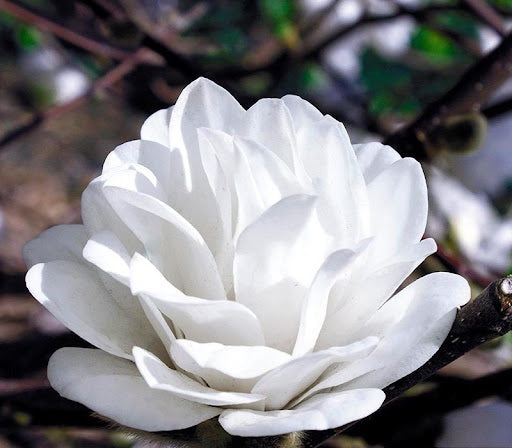 Magnolija 'Wild cat'