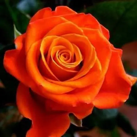 Roze 'Monica' (Augststumbra)