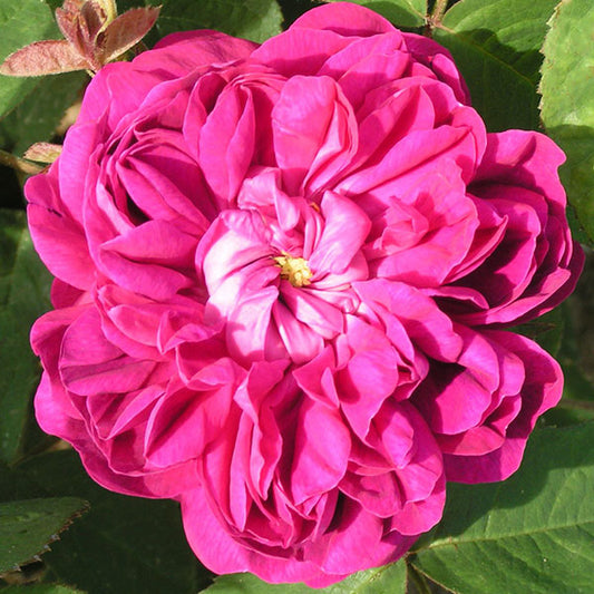 Roze 'De Rescht' (Augststumbra)