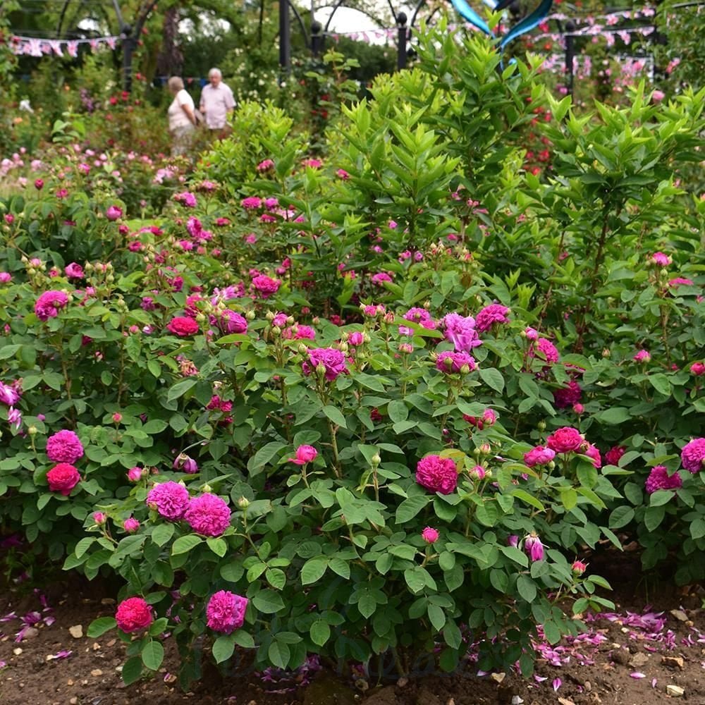 Roze 'De Rescht' (Augststumbra)