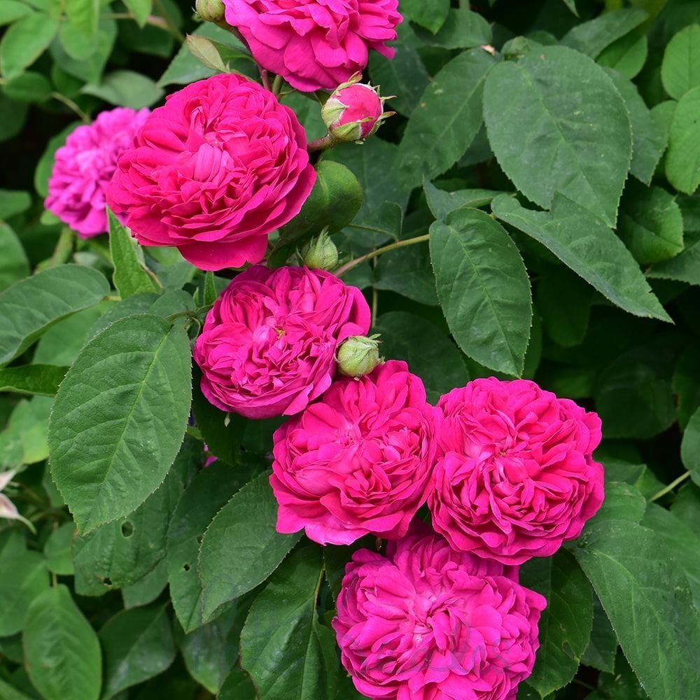 Roze 'De Rescht' (Augststumbra)
