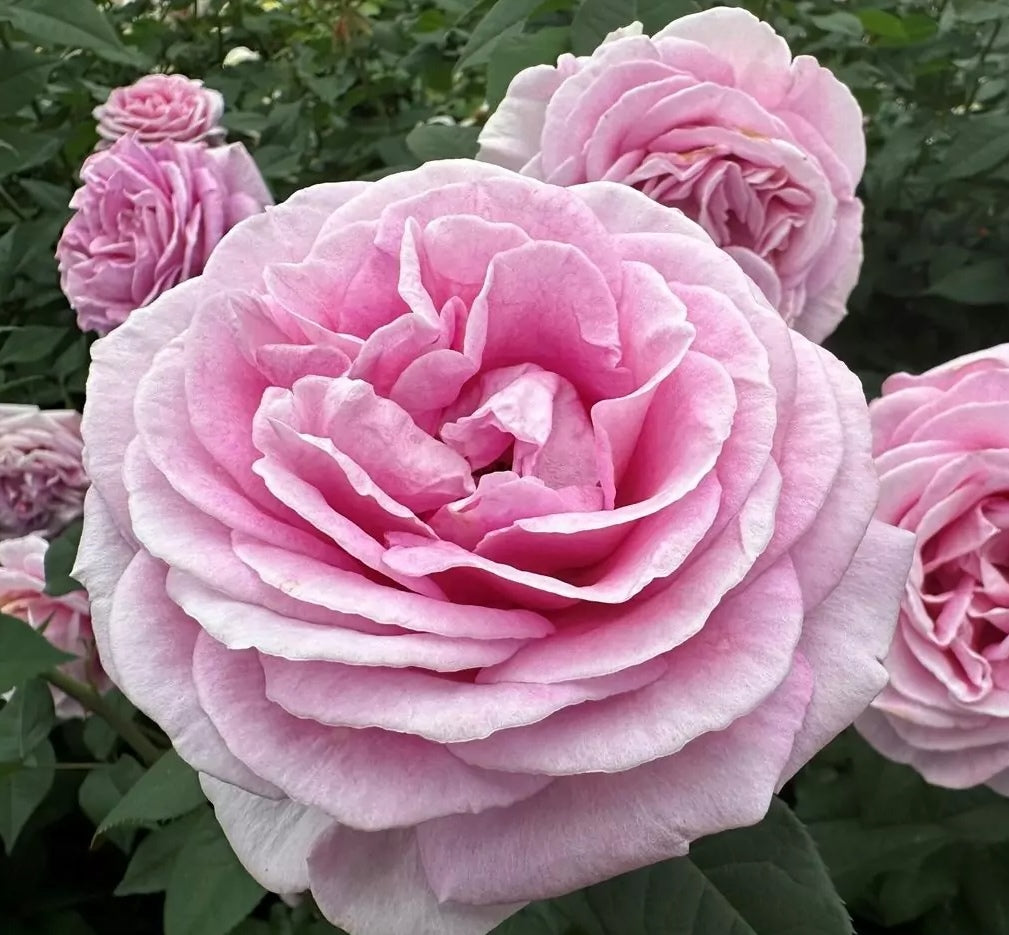 Roze Rosengräfin Marie Henriette®