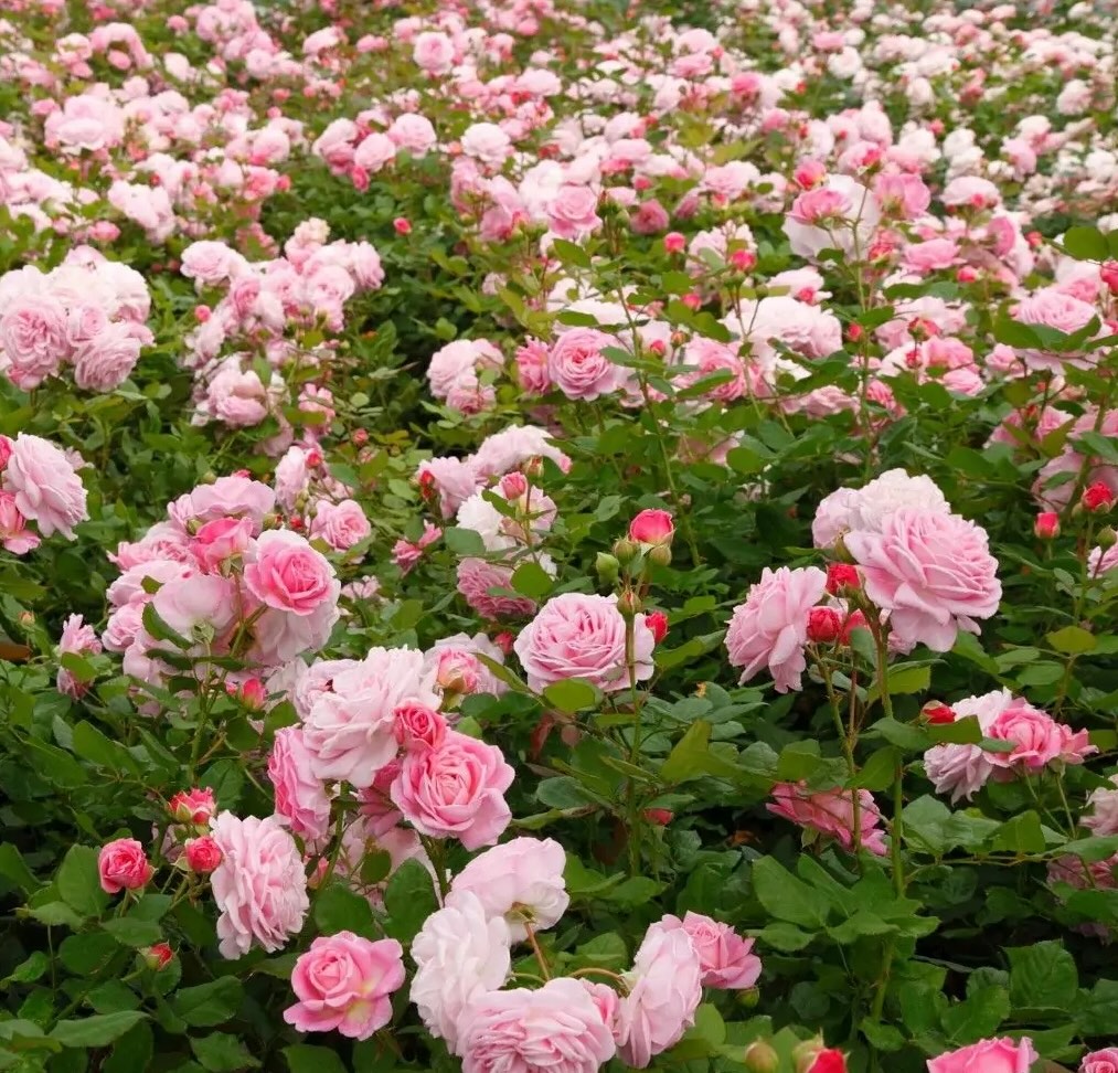 Roze Rosengräfin Marie Henriette®