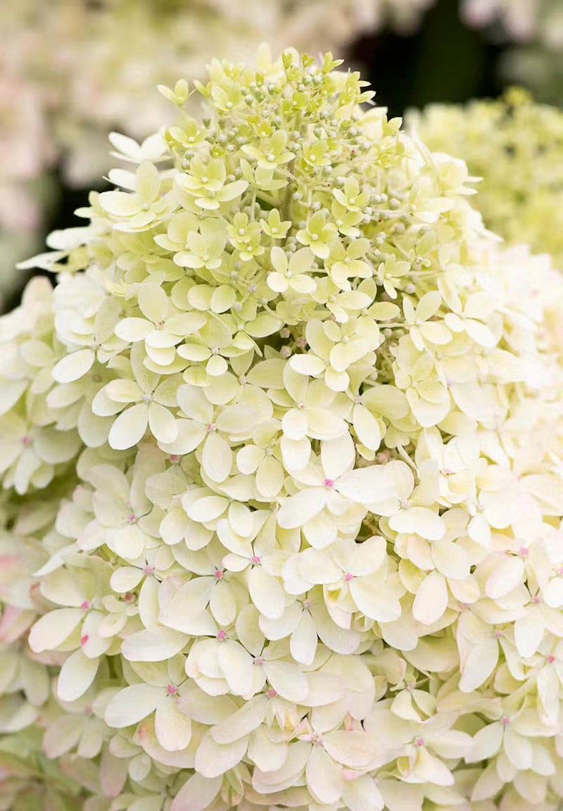 Hortenzija Living Royal Flower®