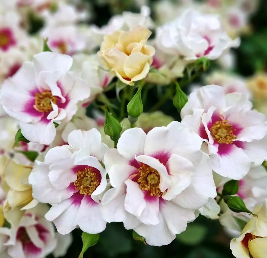 Roze See you in purple®