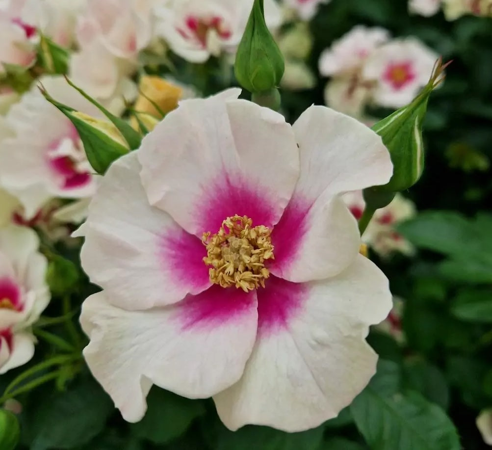 Roze See you in purple®