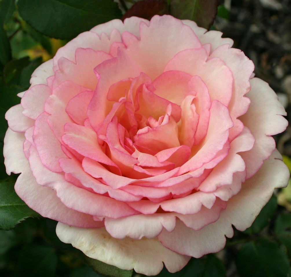 Roze Souvenir de Baden-Baden®