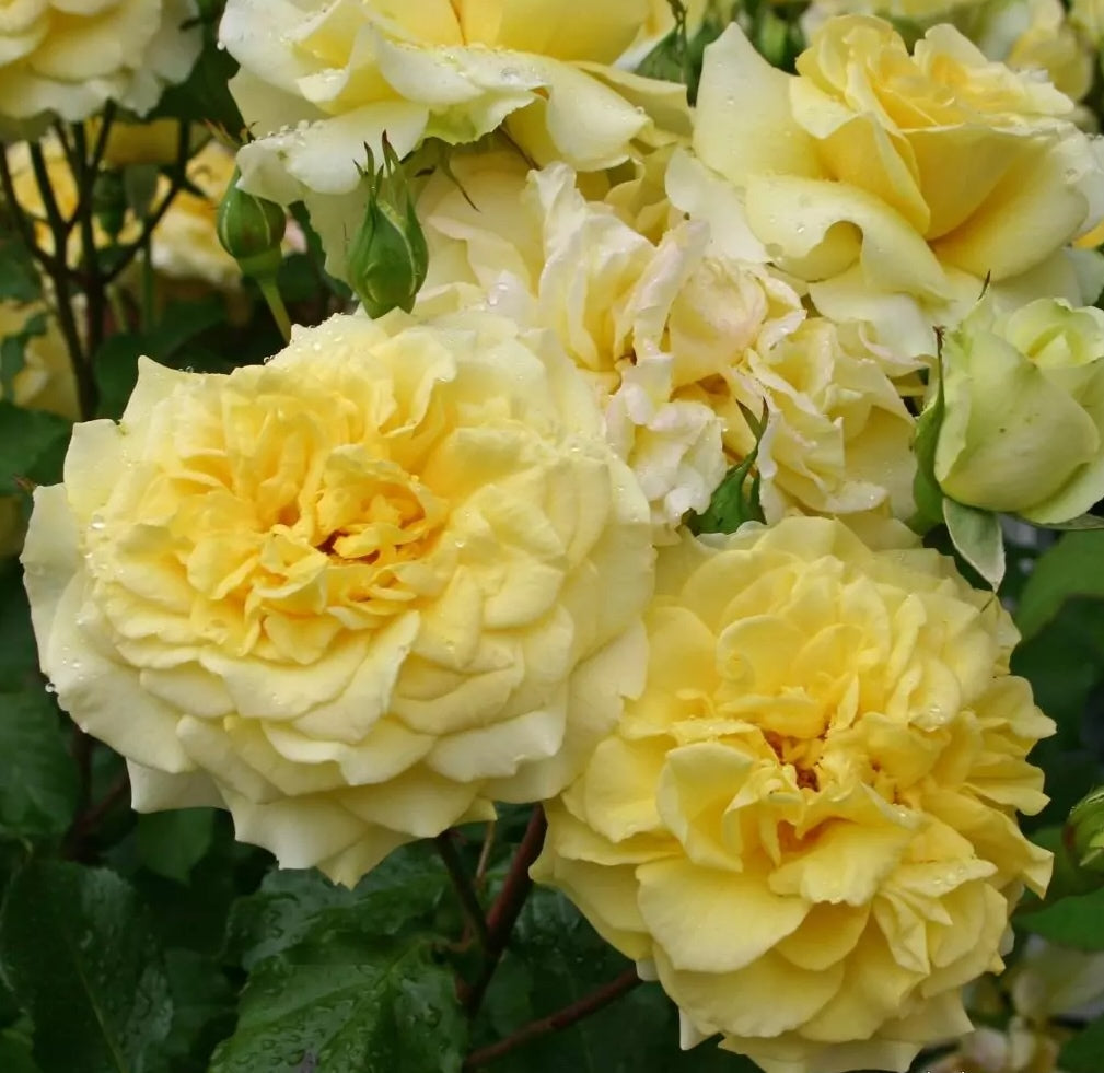 Roze Sterntaler®