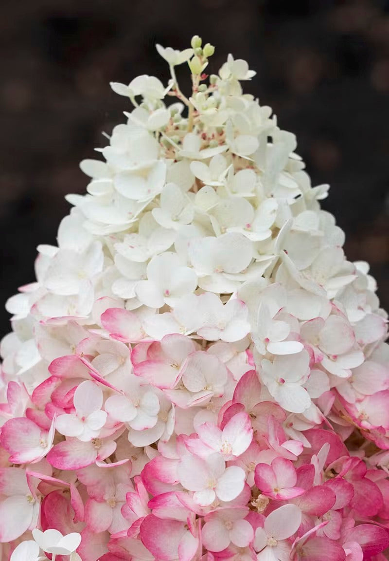 Hortenzija Living Strawberry Blossom®