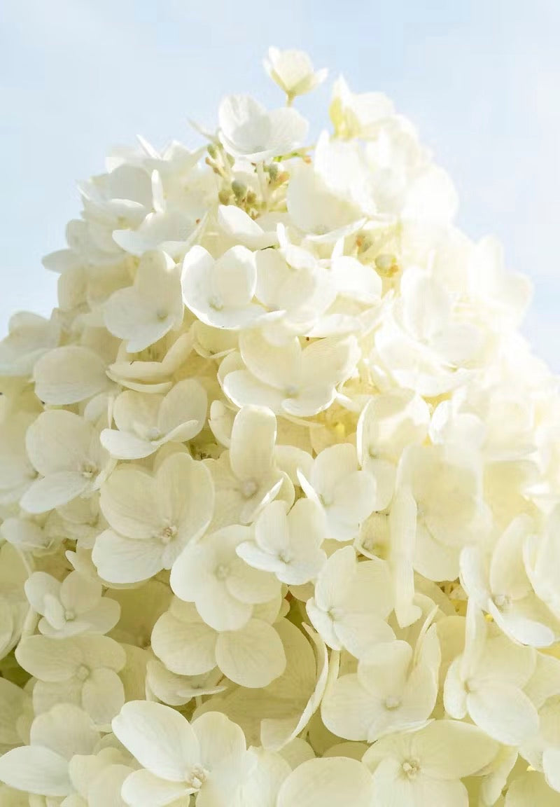 Hortenzija Living Summer Snow®
