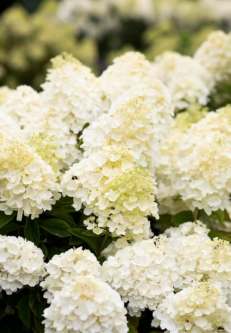 Hortenzija Living Summer Snow®
