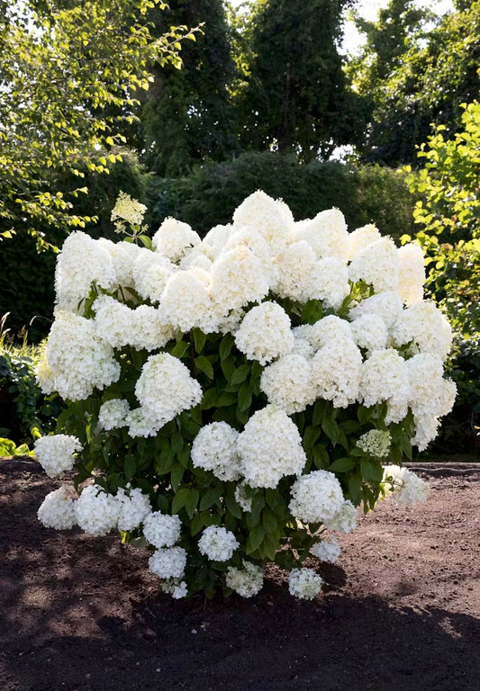 Hortenzija Living Summer Snow®