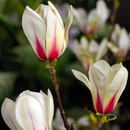 Magnolija 'Sunrise'