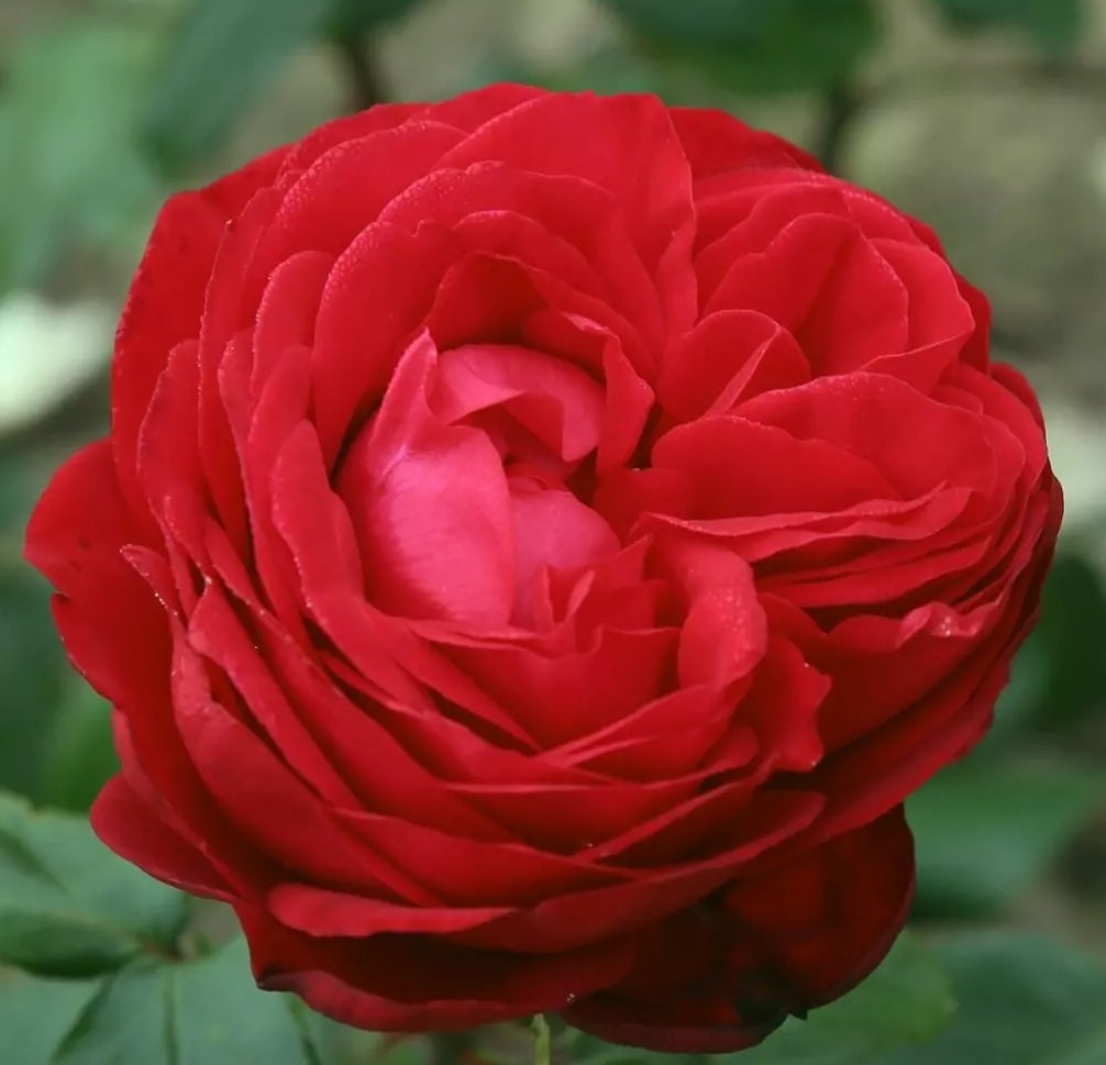 Roze Tiamo®