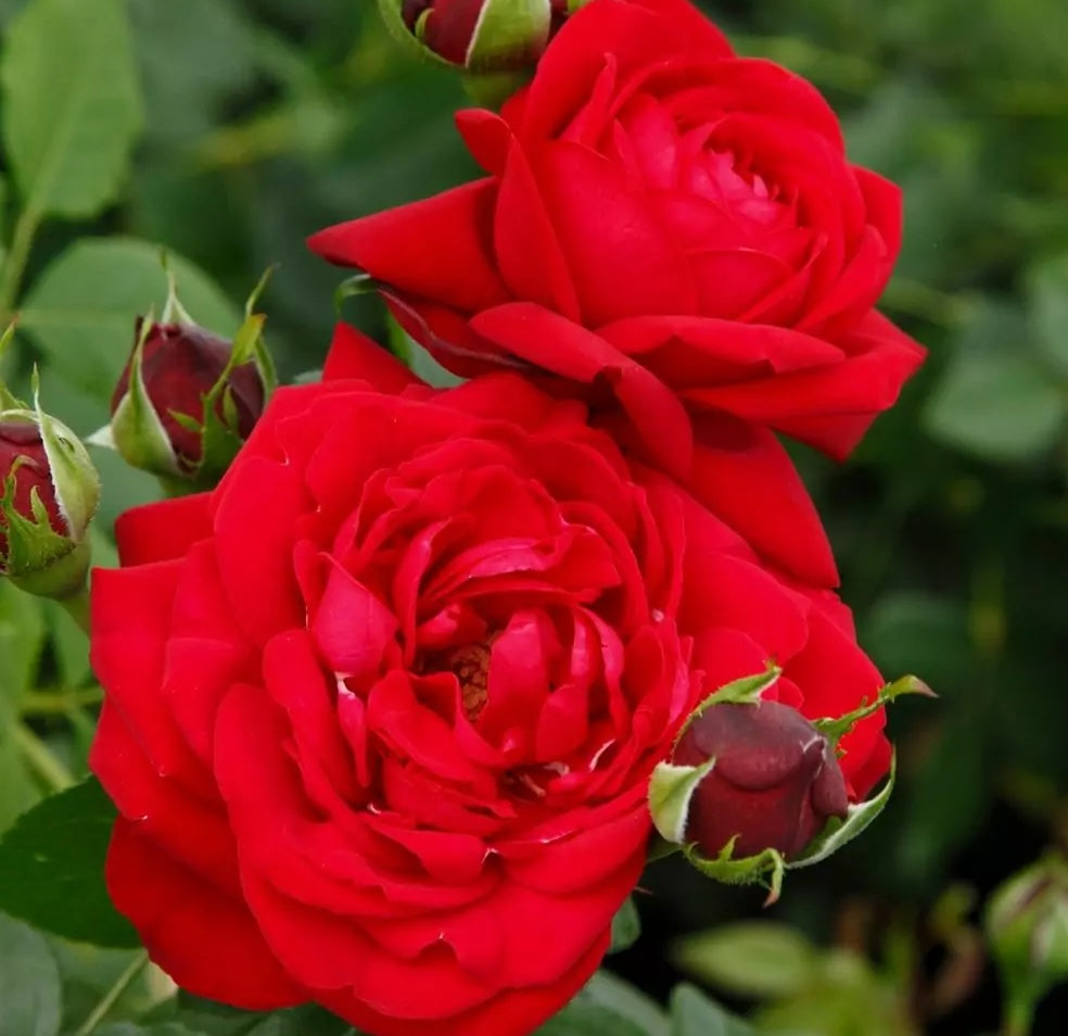 Roze Tiamo®