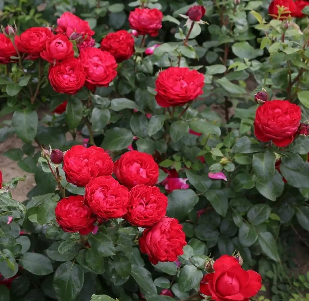 Roze Tiamo®