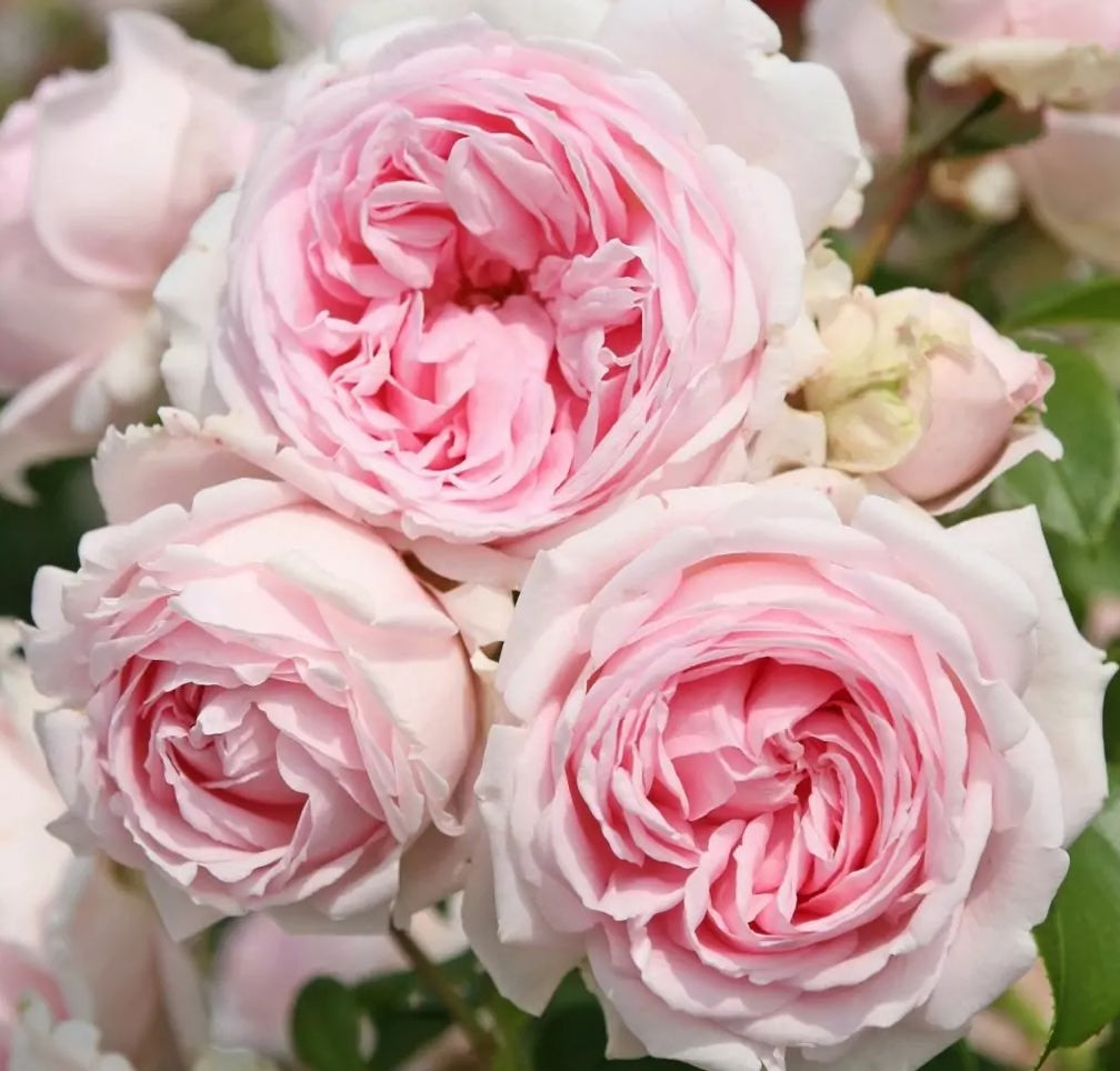 Roze Wellenspiel®