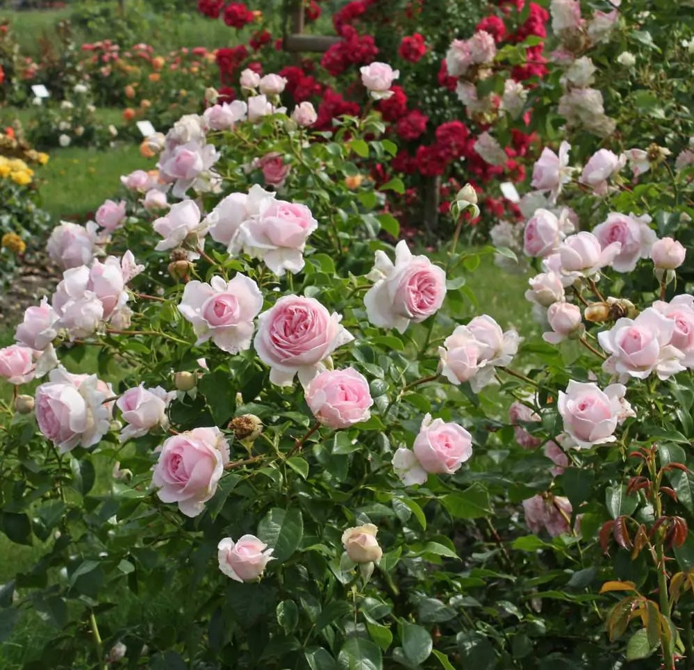 Roze Wellenspiel®
